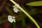 Sand ticktrefoil 